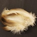 Bronze mallard flank feathers