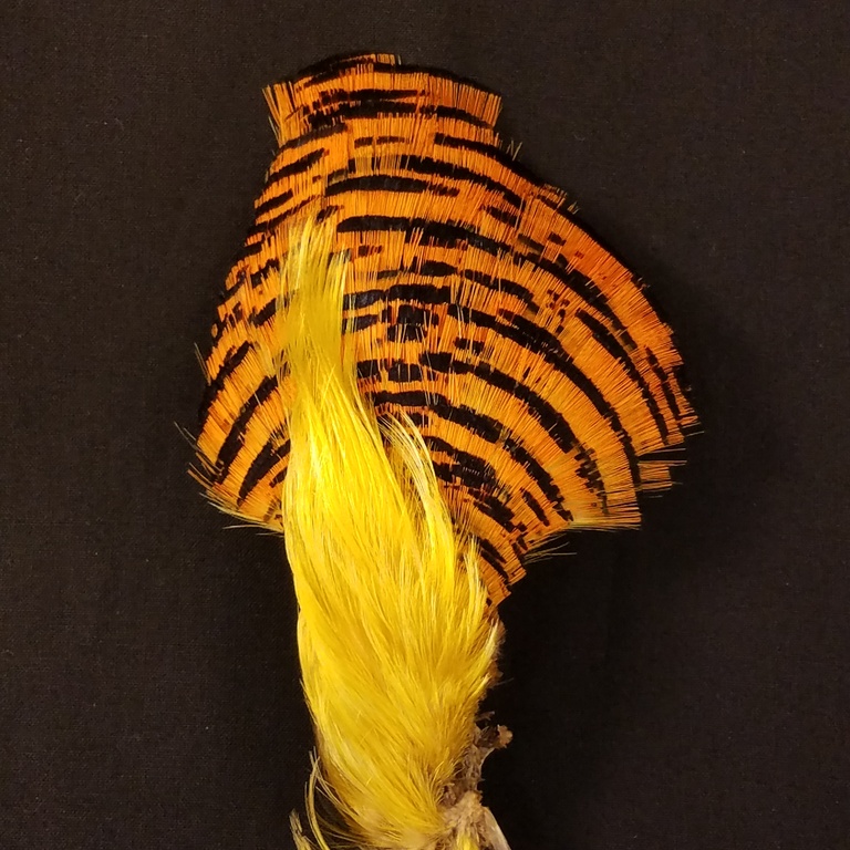 complete golden pheasant head