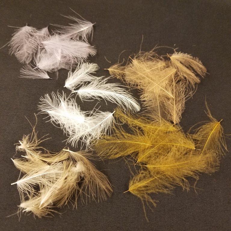 dyed cdc feathers