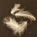 CDC feathers