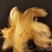 Mallard flank feathers