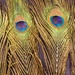 Peacock eye feathers