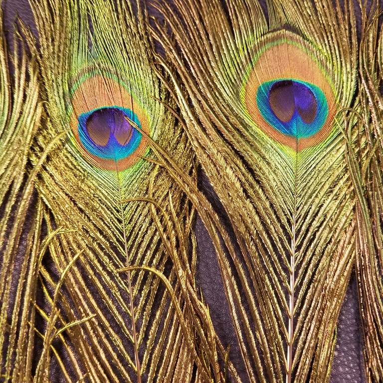 Peacock eye feathers