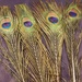 Peacock eyed sticks