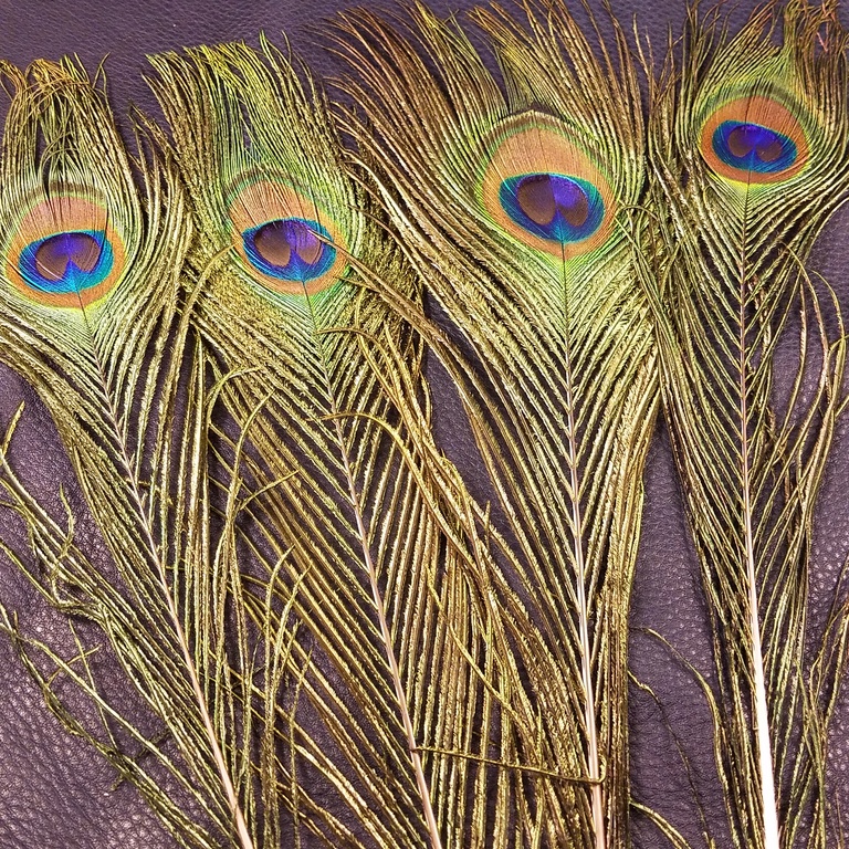 Peacock eyed sticks