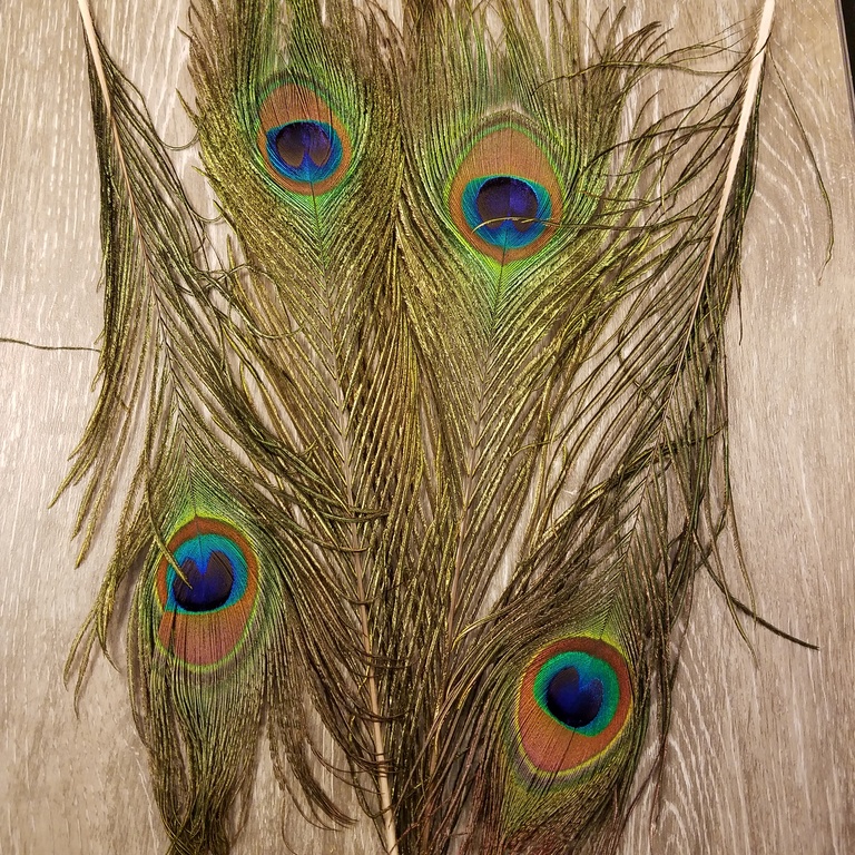 Peacock eyes