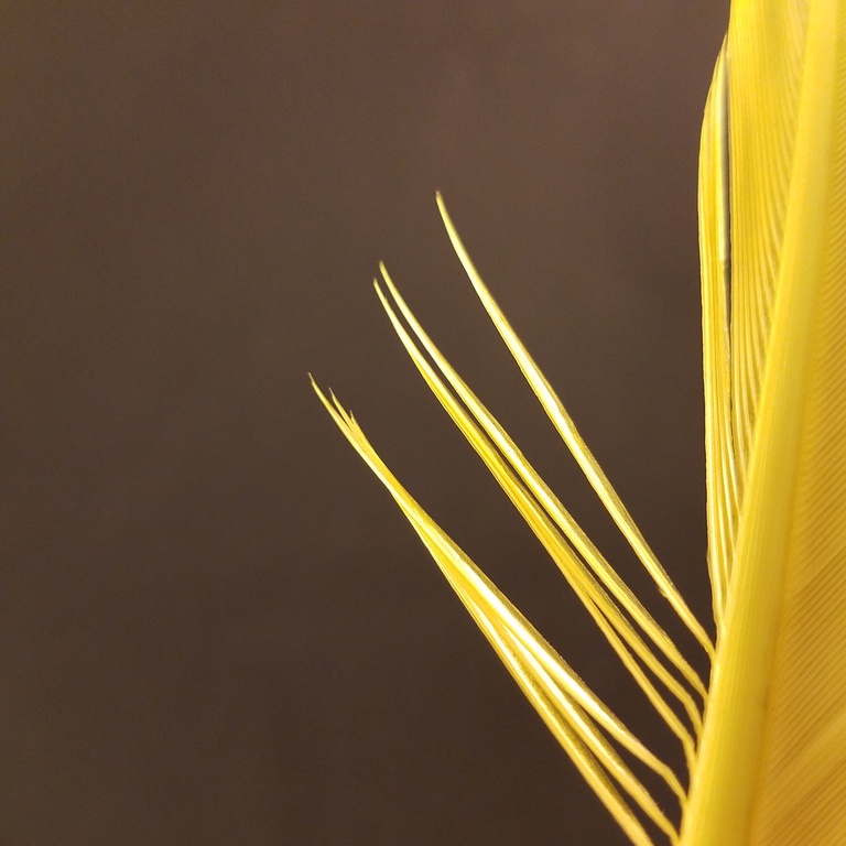 Turkey biot quills