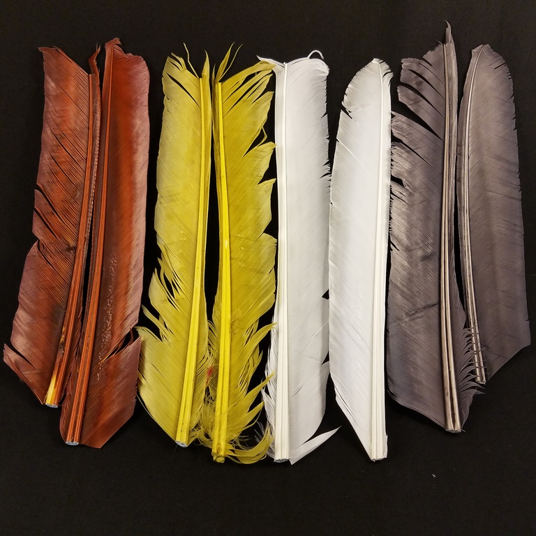 Turkey biot quills