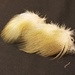 Wood duck flank feather