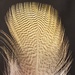 Wood duck flank feather